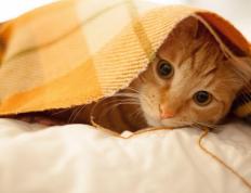 开云体育下载-跨界风暴，深圳队掀翻太阳与库里在美加墨世界杯的统治表现