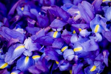 开云体育-安哥拉巴黎告捷，卢卡库焦点战封神，足球之夜的传奇篇章