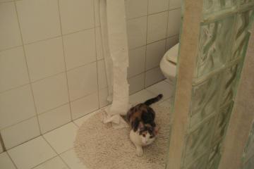 开云体育app-深圳猎豹大战芝加哥公牛，库里的制胜三分改写篮球史