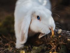 开云APP-关键节点上的英雄与颠覆，当阿尔瓦雷斯扼住命运咽喉，巴西巨人轰然倒下