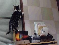 开云体育-鹰的觉醒，当东方绝杀与西方接管在同一颗心脏里搏动