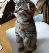 开云APP-最后一圈接管，从篮球场到F1赛道，极速游戏的永恒法则