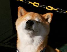 开云下载-跨时空的刺杀，当德罗赞披上灰熊战袍，快船王朝的裂痕从何而生？