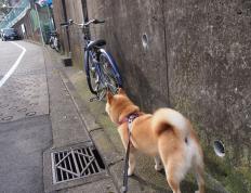 开云体育下载-铁幕下的东方试炼，当骑士封锁北京，米切尔何以成为终极答案？