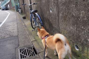 开云体育下载-铁幕下的东方试炼，当骑士封锁北京，米切尔何以成为终极答案？