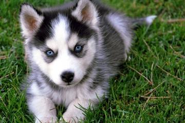 开云体育官网-上海队决胜局带走黄蜂，库里存在感拉满—一场篮球盛宴的激情回顾