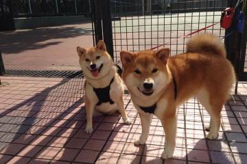 开云体育在线-字母哥全能数据统治攻防，雄鹿力克篮网展冠军相