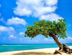 开云体育官方网站-绿茵场的加勒比海啸，当牙买加撞碎德甲堡垒，C罗在另一个战场雕刻时光