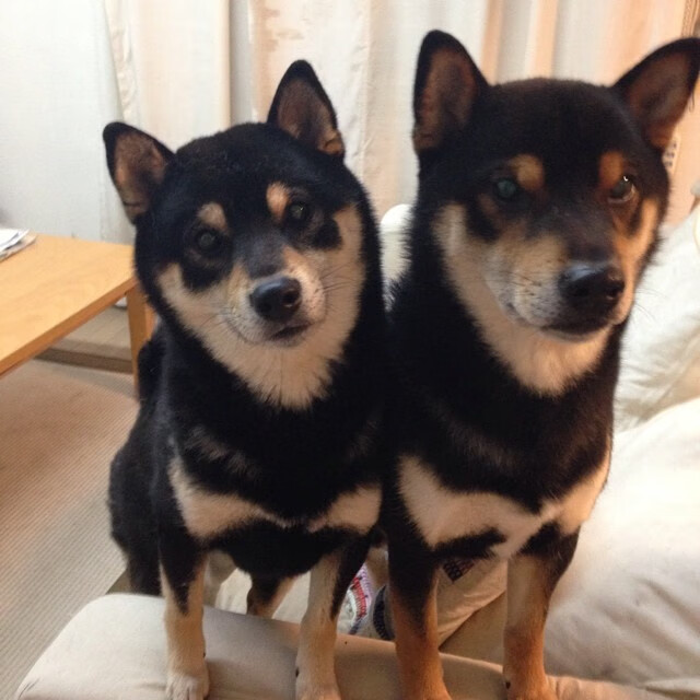 开云下载-森林狼强势踏平灰熊,约基奇关键制胜诠释领袖价值