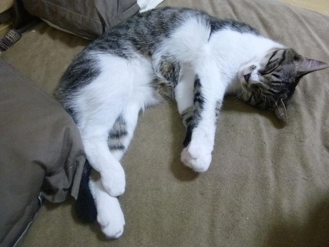 开云平台-东决关键战之夜，小贾伦比赛走势一手掌控