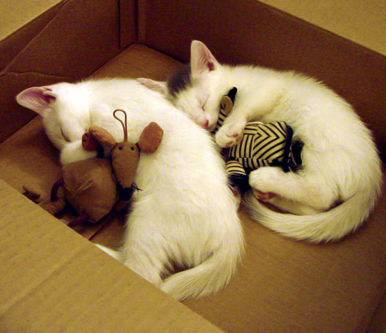 开云体育在线-雷霆鏖战辽宁队，拉文闪耀跨洋对决，赛后评分拉满背后的篮球对话