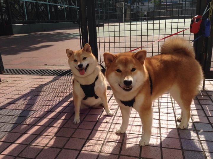 开云体育在线-字母哥全能数据统治攻防，雄鹿力克篮网展冠军相