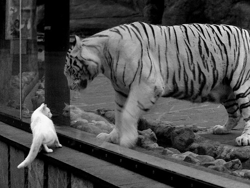 开云体育-冰冷比分之外的火焰，恩佐用一粒任意球点亮哥斯达黎加的星空