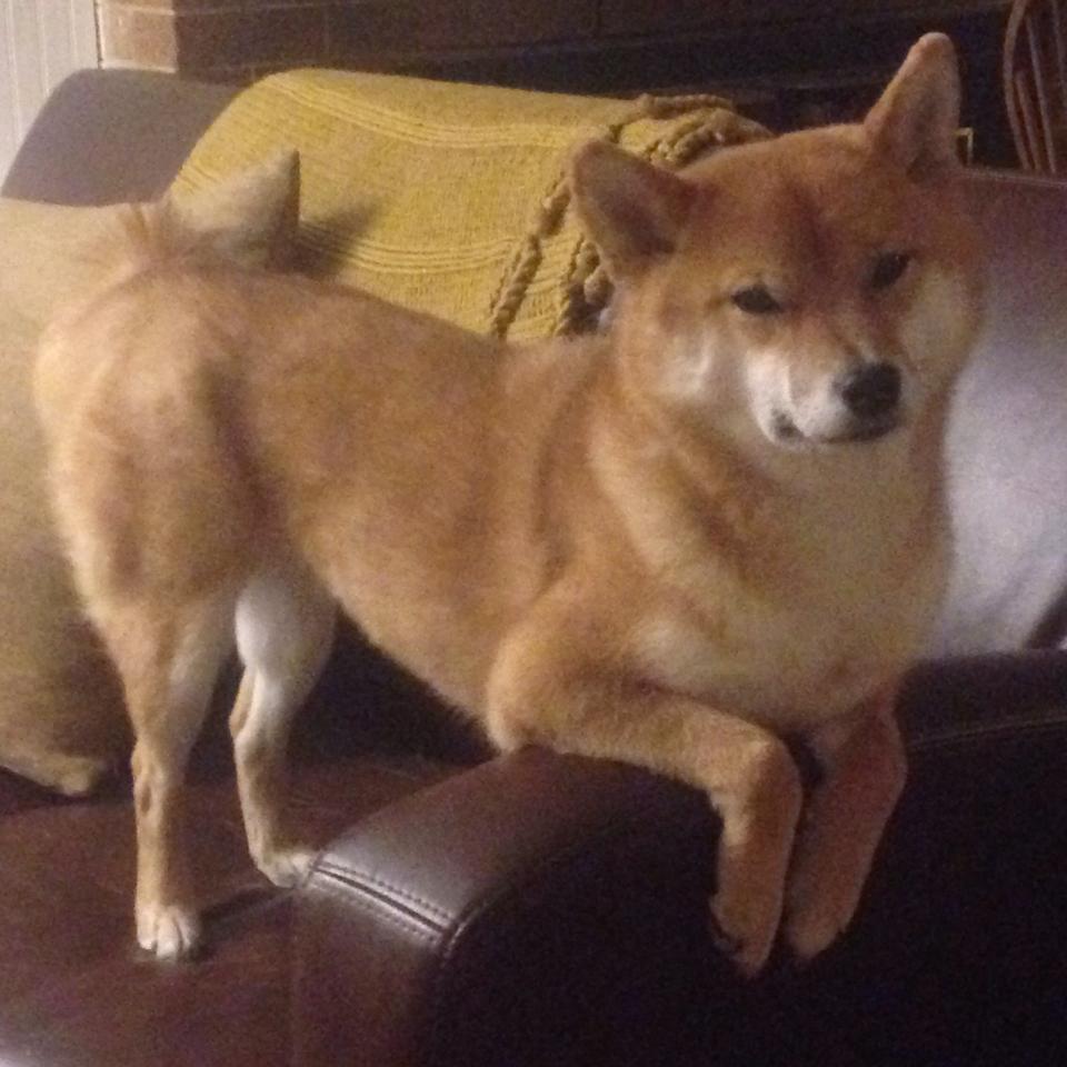 开云体育中国-门神难敌群狼，利物浦用连续得分风暴，为现代足球写下最强注脚