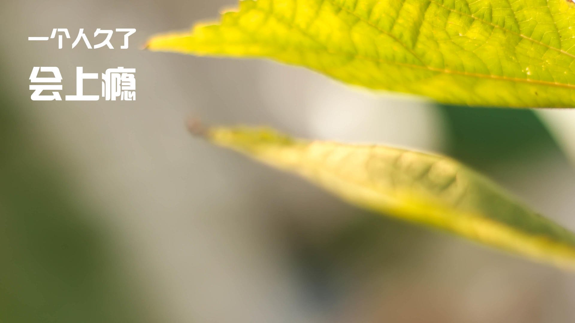 开云体育APP下载-从地狱到天堂,阿拉巴生涯之夜引爆尼日利亚惊天逆转