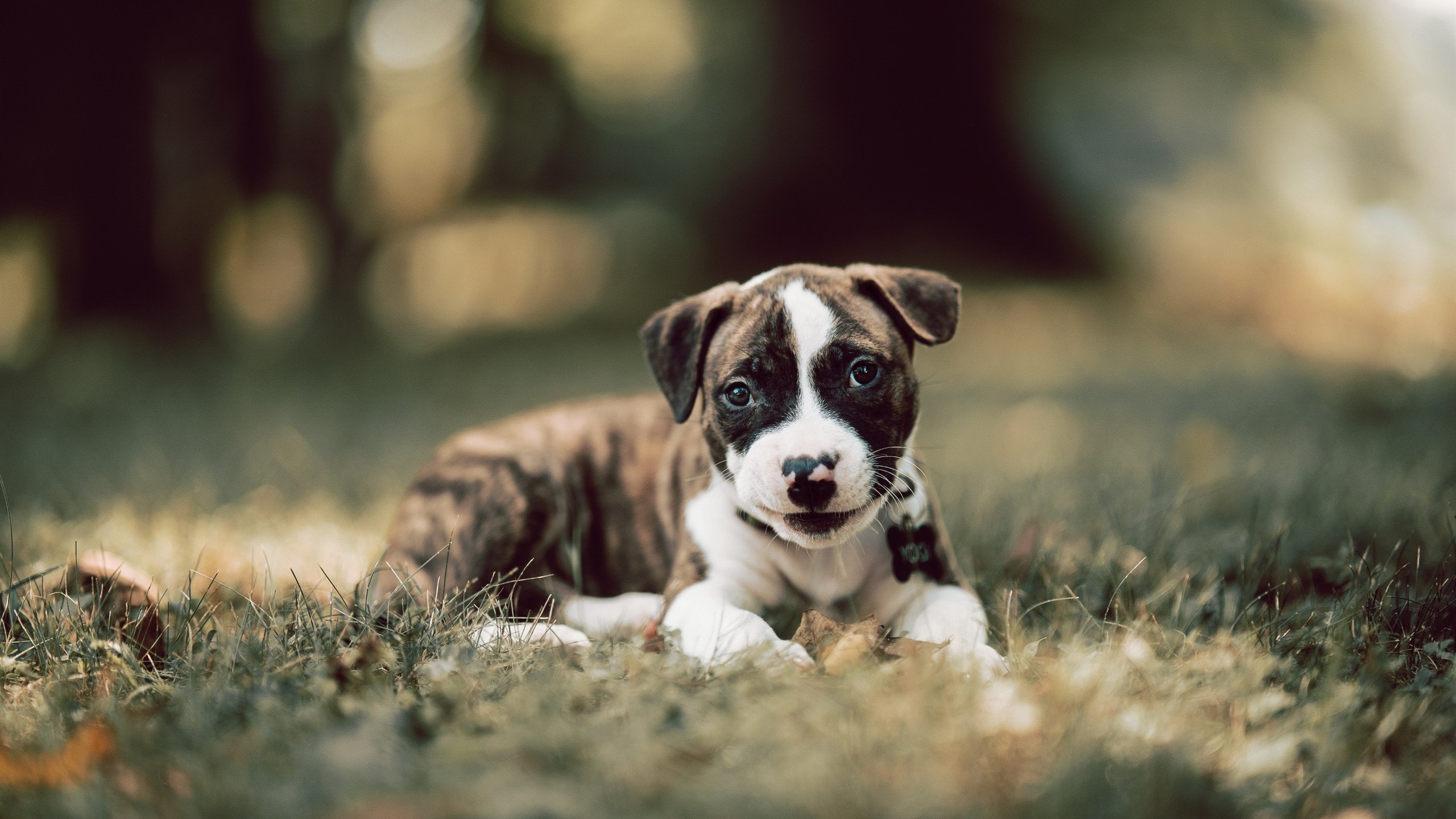 开云体育APP下载-奥亚尔萨瓦尔一战封神！足球篮球的跨界共鸣