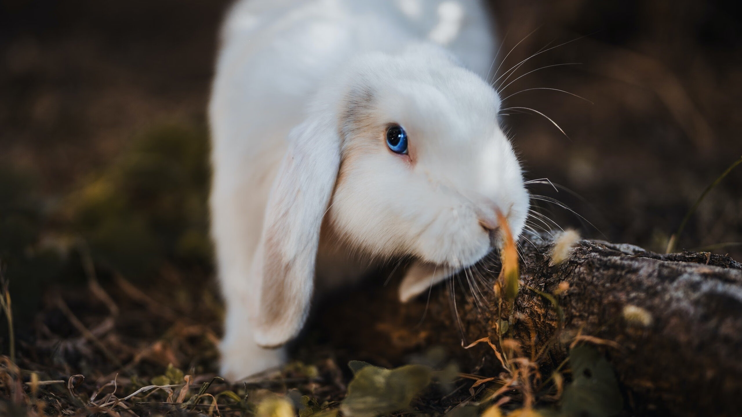 开云APP-关键节点上的英雄与颠覆，当阿尔瓦雷斯扼住命运咽喉，巴西巨人轰然倒下