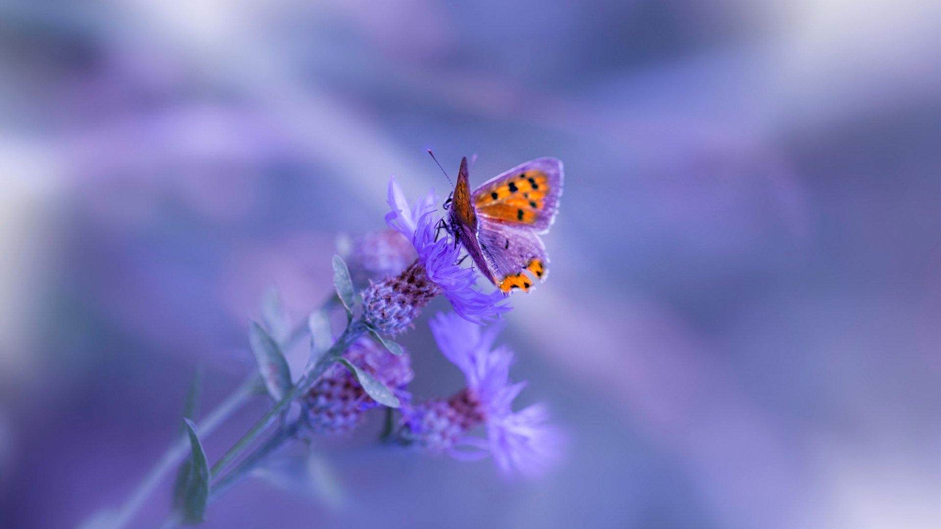 开云官网-戈贝尔统治攻防奇才稳胜国王,关键先生助球队锁定胜局