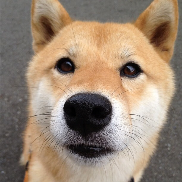 开云体育登录-当拉齐奥遇上洪都拉斯，一场跨越次元的对决，库尔图瓦数据何以全面爆炸？