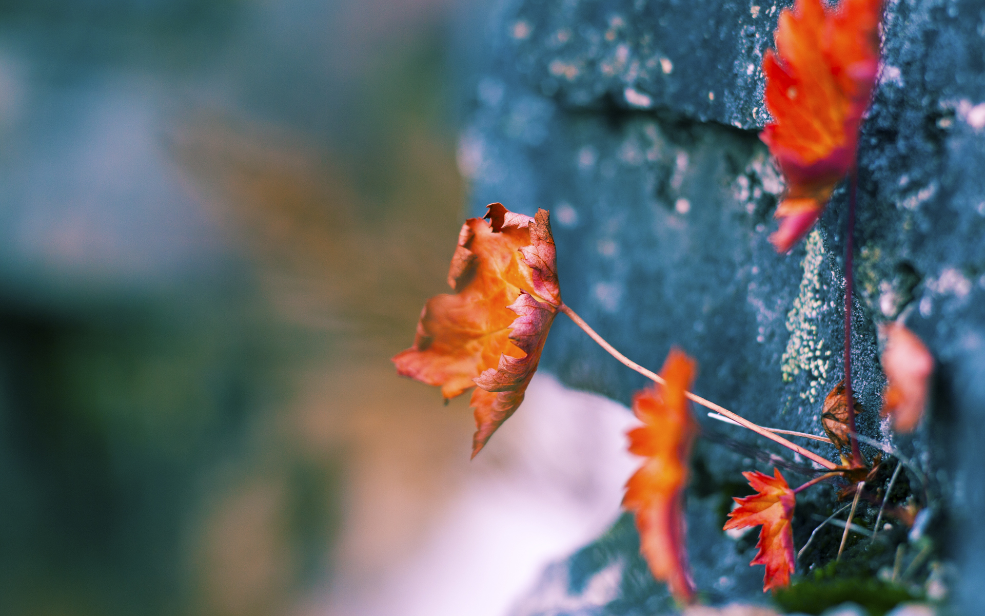 开云体育下载-横扫!拜仁制造欧冠淘汰赛惨案