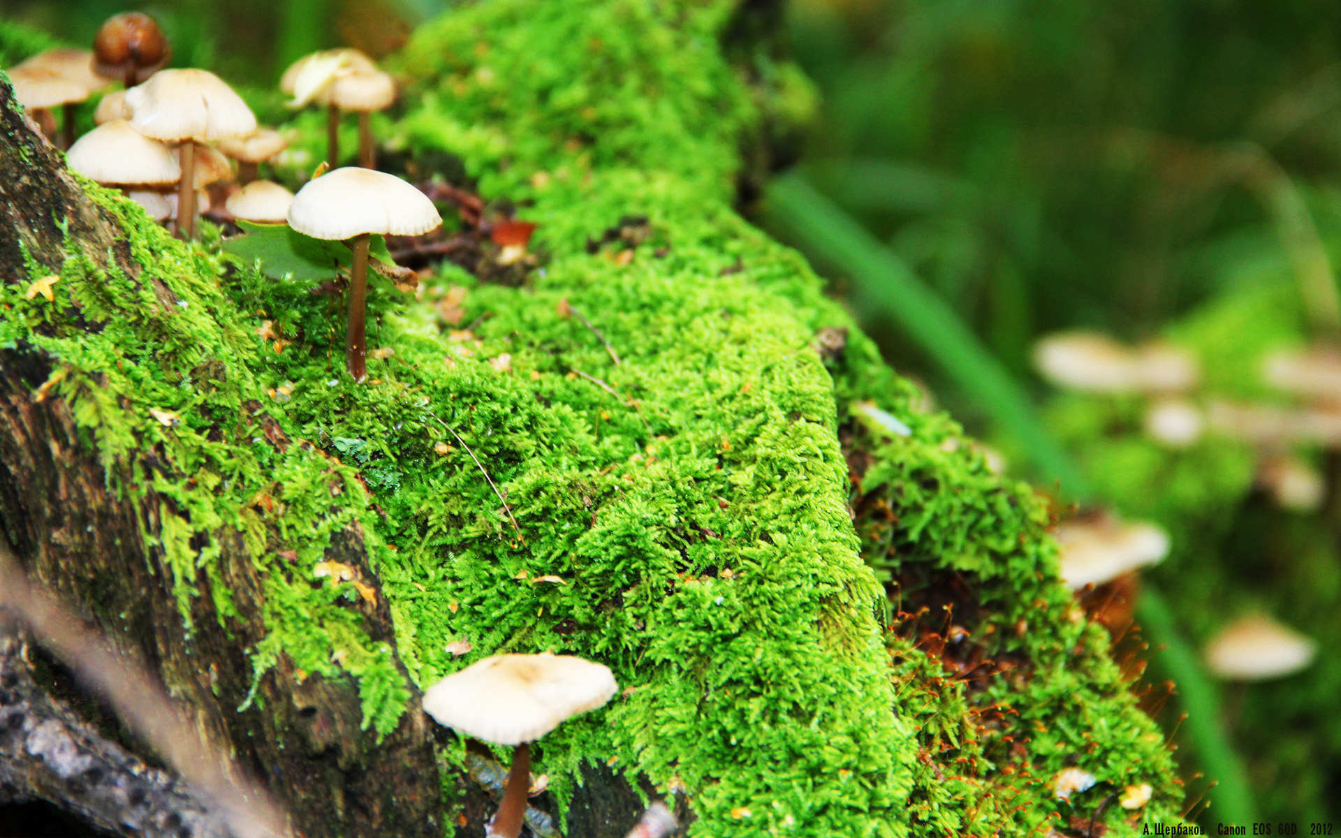 开云体育入口-绿茵场上的双城记，格纳布里爆发引领胜利，埃及强行终结伊朗梦想