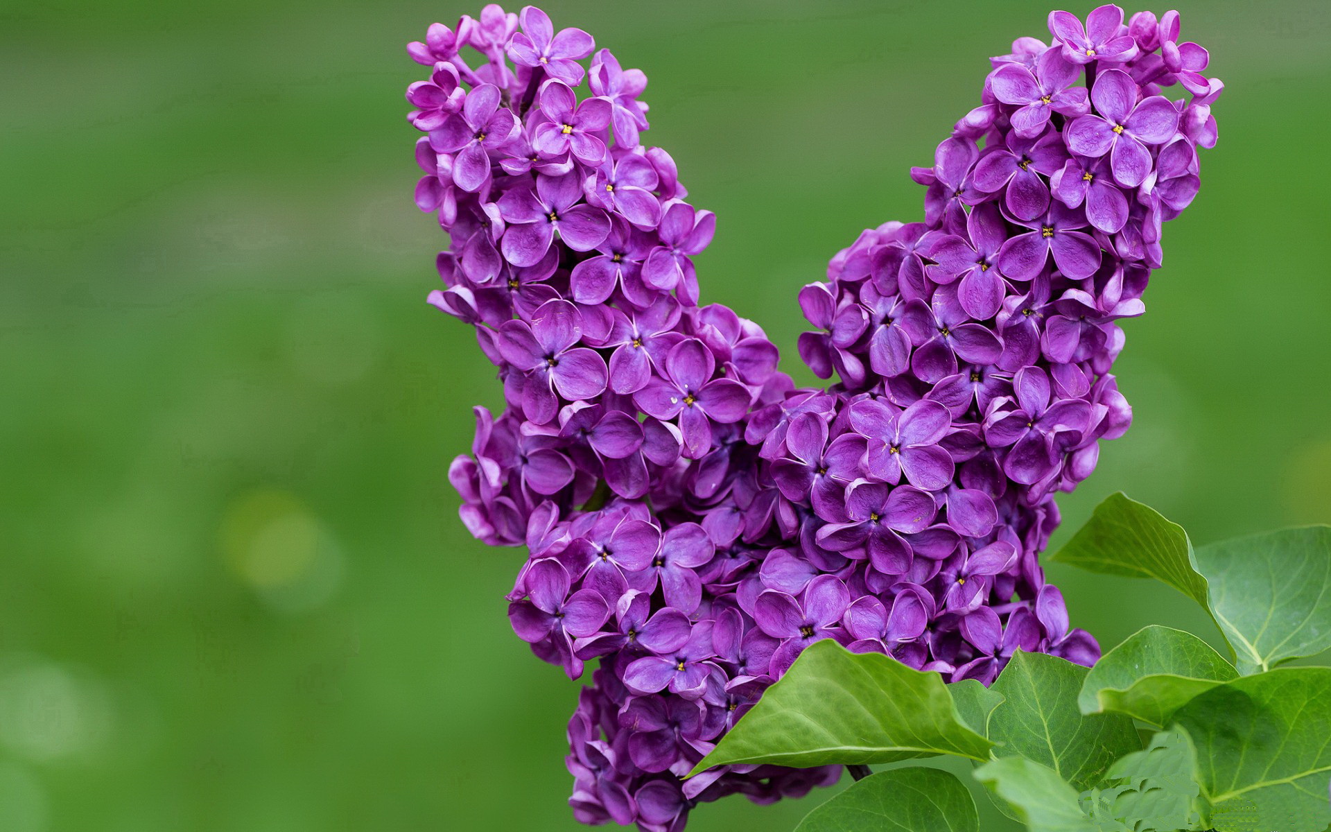 开云平台-浙江队挑战灰熊,武切维奇狂轰35分引领胜利