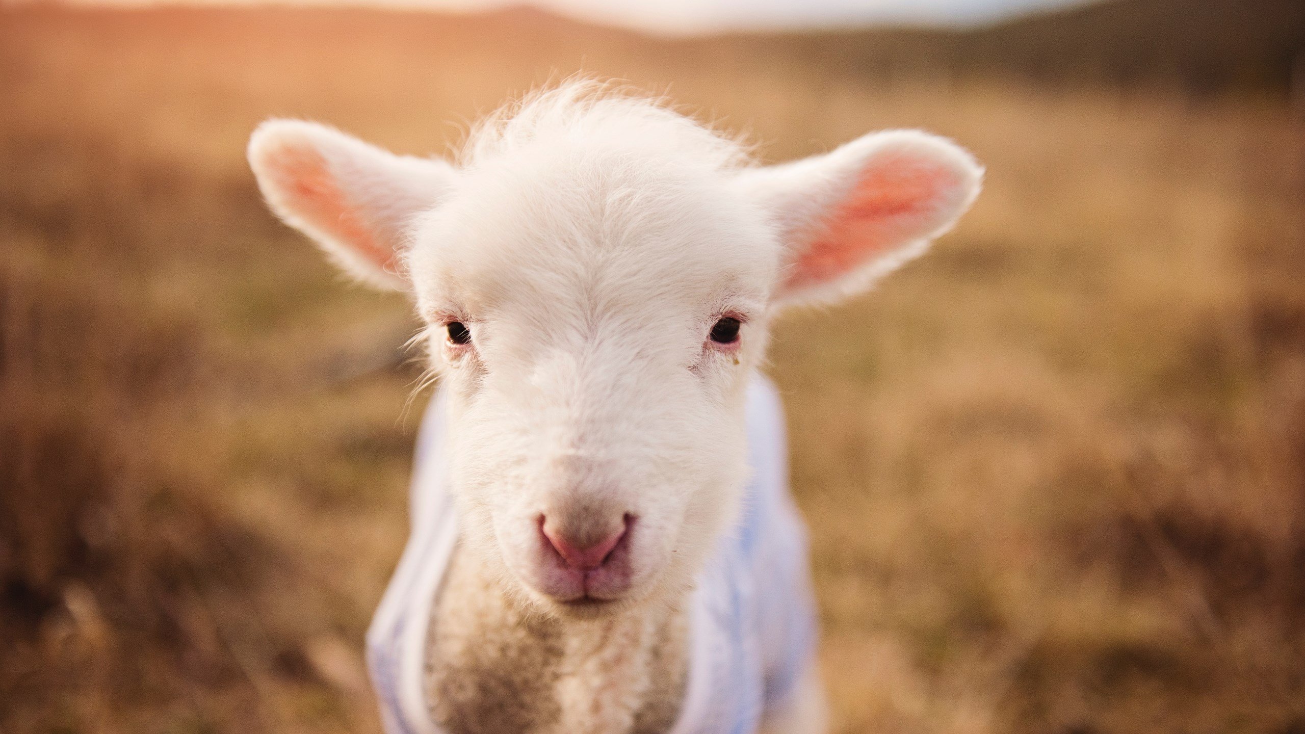 开云平台-F1街道赛之夜，布克末节接管比赛
